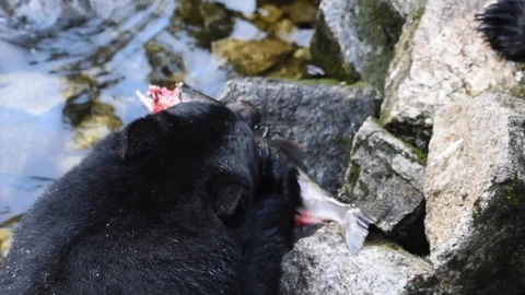 A black bear voraciously eats a salmon Stock Footage 97803417