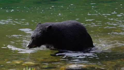Black bear wading in shallow river water Stock Footage 320465331