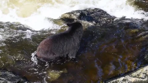A black bear wading through a river looking for salmon Stock Footage 83663295