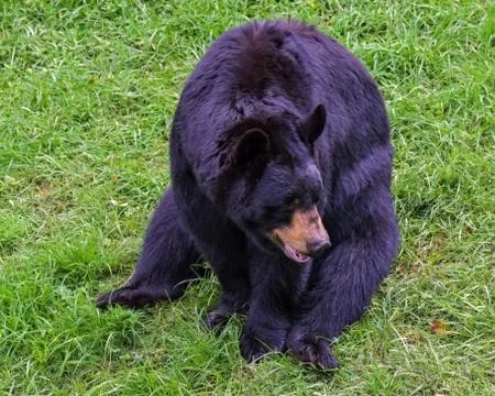 Black Bear Waiting for Dinner Stock-Fotos