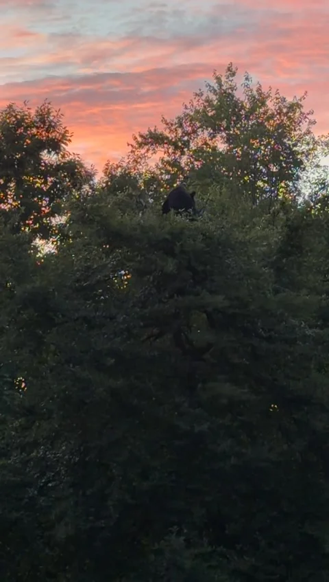 Black Bear Wakes Up High Atop A Tree, Torrington, Connecticut, USA - 05 Aug 2026 Stock Footage 343075517