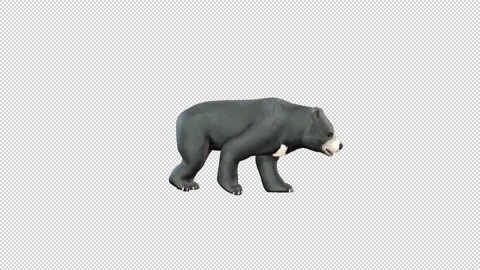 Black Bear Walk Stock Footage 321641407