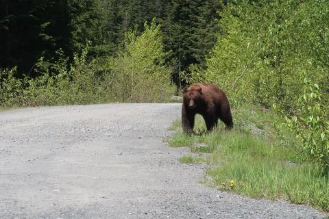 Black bear walking along forest roadside near Whistler, British Columbia Stock Photos
