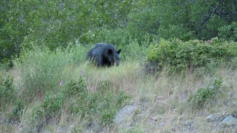 Black Bear Walking Along Hillside Field Norther Canada - Yukon Stock Footage 80726804