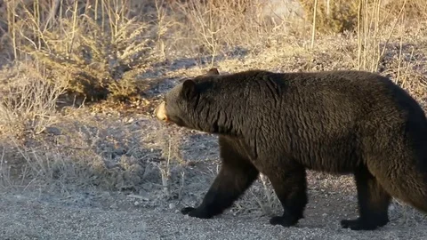 Black Bear walking and looking for food Stock Footage 78772511