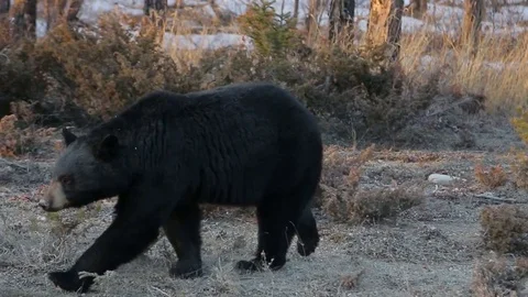 Black Bear walking and looking for food Stock Footage 78810916