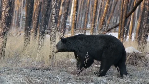 Black Bear walking and looking for food Stock Footage 78810917