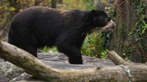 Black bear walking around  Stock Footage 258963491