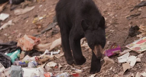 Black bear walking around the garbage dump in search of food Stock Footage 109543384