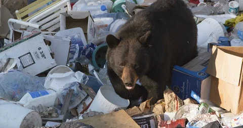 Black bear walking around the garbage dump in search of food Stock Footage 109545615