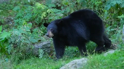 Black bear walking around on grass between rocks Stock Footage 62201142