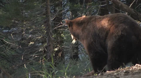 Black bear walking away from camera at Yosemite National Park 스톡 동영상 37585931