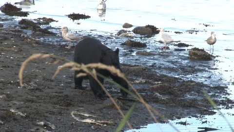Black Bear walking on beach Stock Footage 85534406