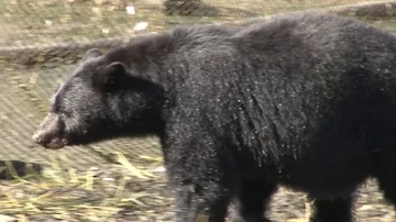 Black Bear walking close up Stock Footage 85534374