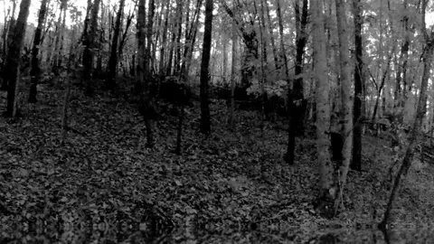 Black bear walking at dusk in North Carolina foothills Stock Footage 317923065