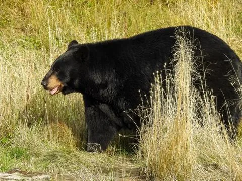 Black bear walking on a field Stock Photos