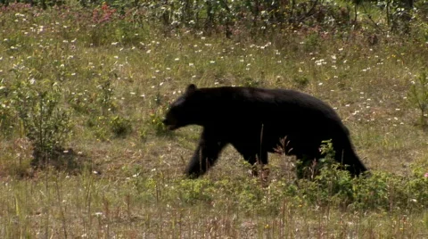 Black bear walking Stock Footage 623036