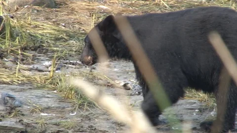 Black Bear walking Stock Footage 85534508