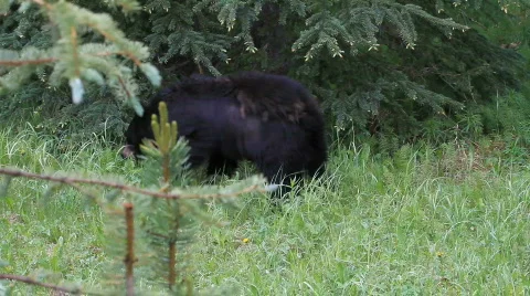 Black bear walking in forest P HD 1294 Stock Footage 844309