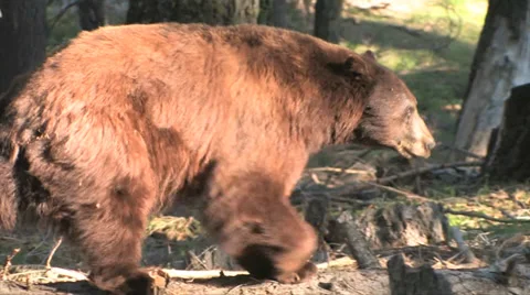 Black bear walking on a log at Yosemite National Park 스톡 동영상 37585972