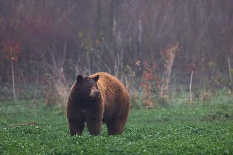 A black bear walking in the meadow Stock Photos