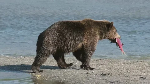 Black bear walking next to water with freshly caught fish in its mouth Stock Footage 320533267