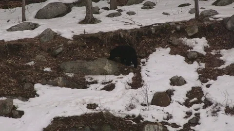 Black bear walking on partially snow sovered ridge Stock Footage 73670253