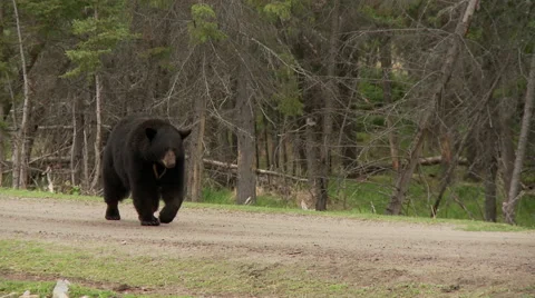 Black bear walking on path Видео 67388021