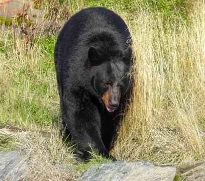 Black bear walking Stock Photos
