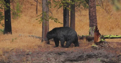 Black bear walking roaming by a river in Yellowstone Stock Footage 56294939
