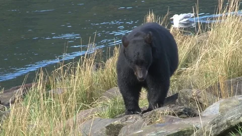 Black Bear walking on rocks Stock Footage 85534498