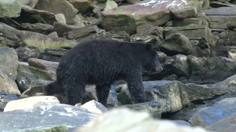 Black Bear walking on rocks Stock Footage 85534577