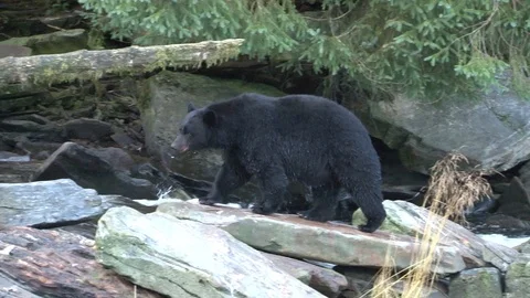 Black Bear walking on rocks Stock Footage 85535328