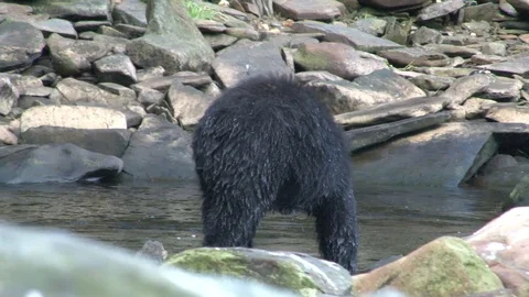 Black Bear walking on rocks Stock Footage 85535337