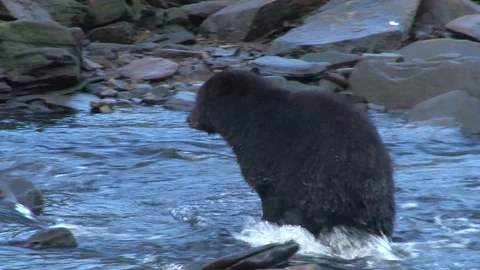 Black Bear walking on rocks in water Stock Footage 85534479