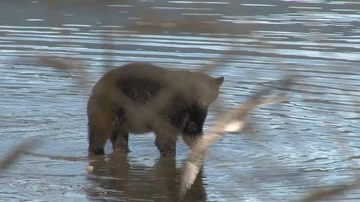 Black Bear walking in shallow water Stock Footage 85534399