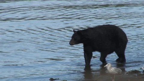 Black Bear walking in shallow water Stock Footage 85535371