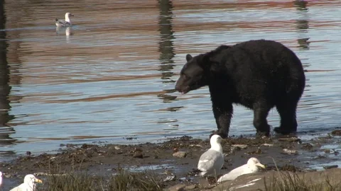 Black Bear walking on shoreside Stock Footage 85534550
