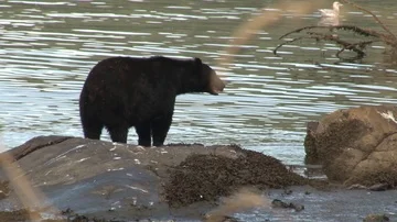 Black Bear walking on shoreside Stock Footage 85534560
