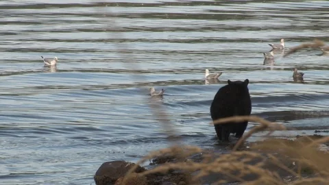 Black Bear walking on shoreside Stock Footage 85535318