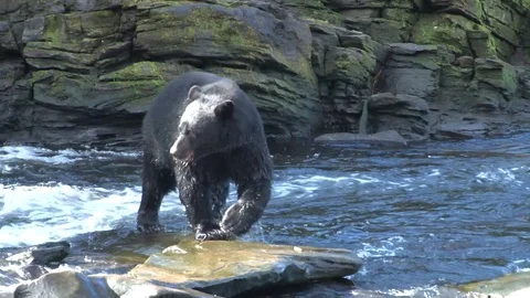 Black Bear walking on small waterfall Stock Footage 85535304