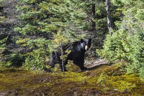 Black bear walking through a forest in freedom Stock Photos
