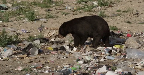 Black Bear walking through garbage Stock Footage 82139190