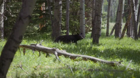 Black bear walking through the grass and trees in the forest Stock Footage 249900054