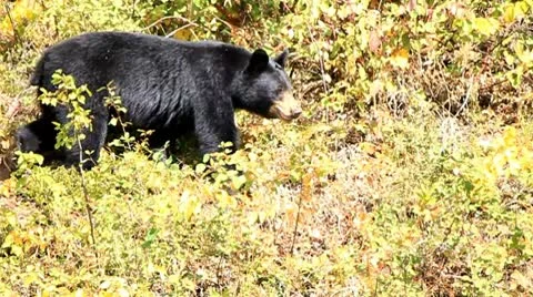 Black Bear walking through low bush Stock Footage 10748378