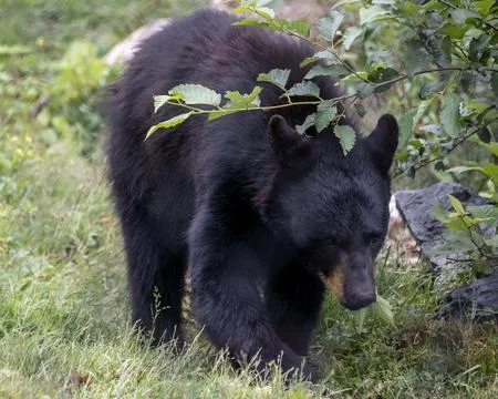 Black bear walking through lush greenery in a forested area during daylight.. Stock Photos