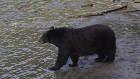 Black bear walking through river at low tide in Ketchikan, Alaska Stock Footage 249477132