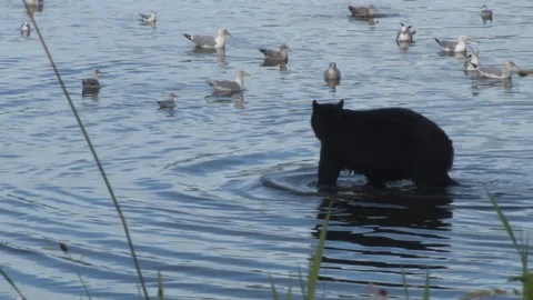 Black Bear walking through shallow water Stock Footage 85534541