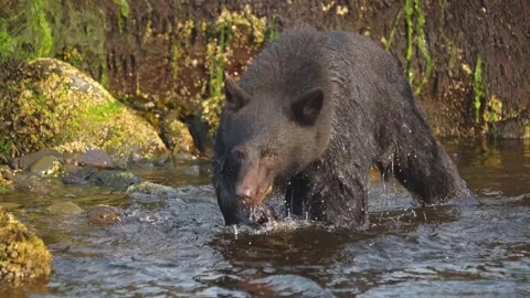 Black bear walking through shallow creek in Alaskan wilderness looking for Stock Footage 340861023