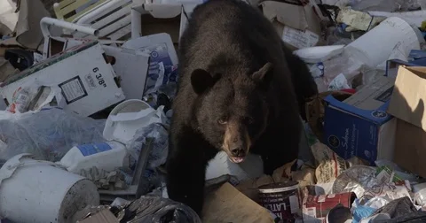 Black Bear walking through trash Stock Footage 82145660